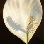 Flower 1